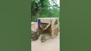 Creative Bird Trap - Quail Trap #bird trap technique #shorts_video