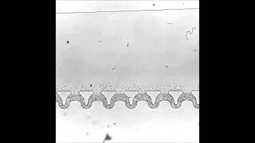 Continuous Flow Microfluidic Bioparticle Concentrator