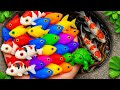 Amazing Catch! Rare Aquarium Fish In Tiny Pond, Koi, Guppy, Discus, Turtle & Seahorse