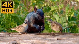 Cat TV for Cats to Watch  Playful Birds Chipmunks Squirrels  8 Hours 4K HDR