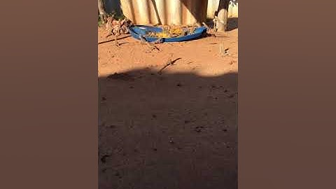 Dông giống, dông con, dông cát Bình Thuận, Dông cát Ninh Thuận, kỳ nhông cát lh 0909373211