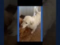 Pyar karne wale kabhi darte nahin#funny animal#trending