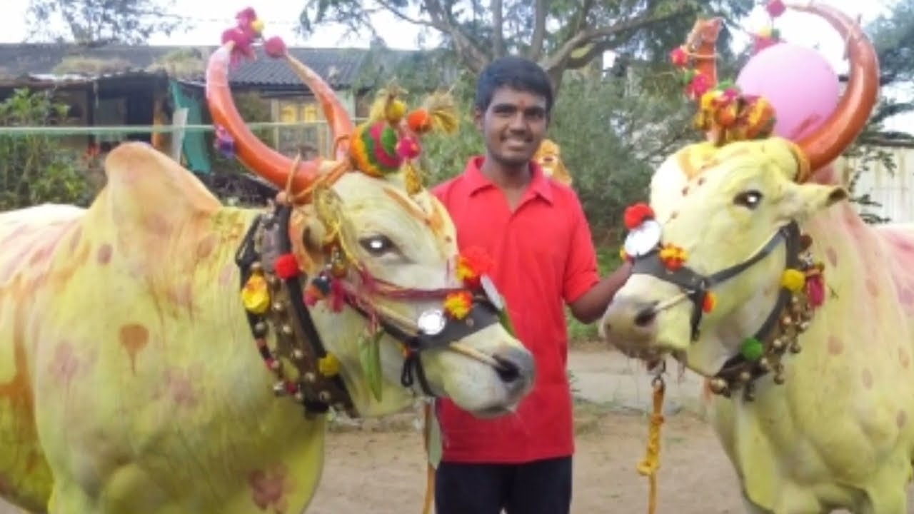 bail pola 2018 by vikram sahane