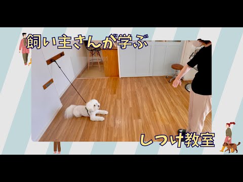 【しつけ教室】ビションフリーゼ・ココくん2回目レッスン!“伝え方”ひとつでここまで変わる|基礎トレーニング強化編