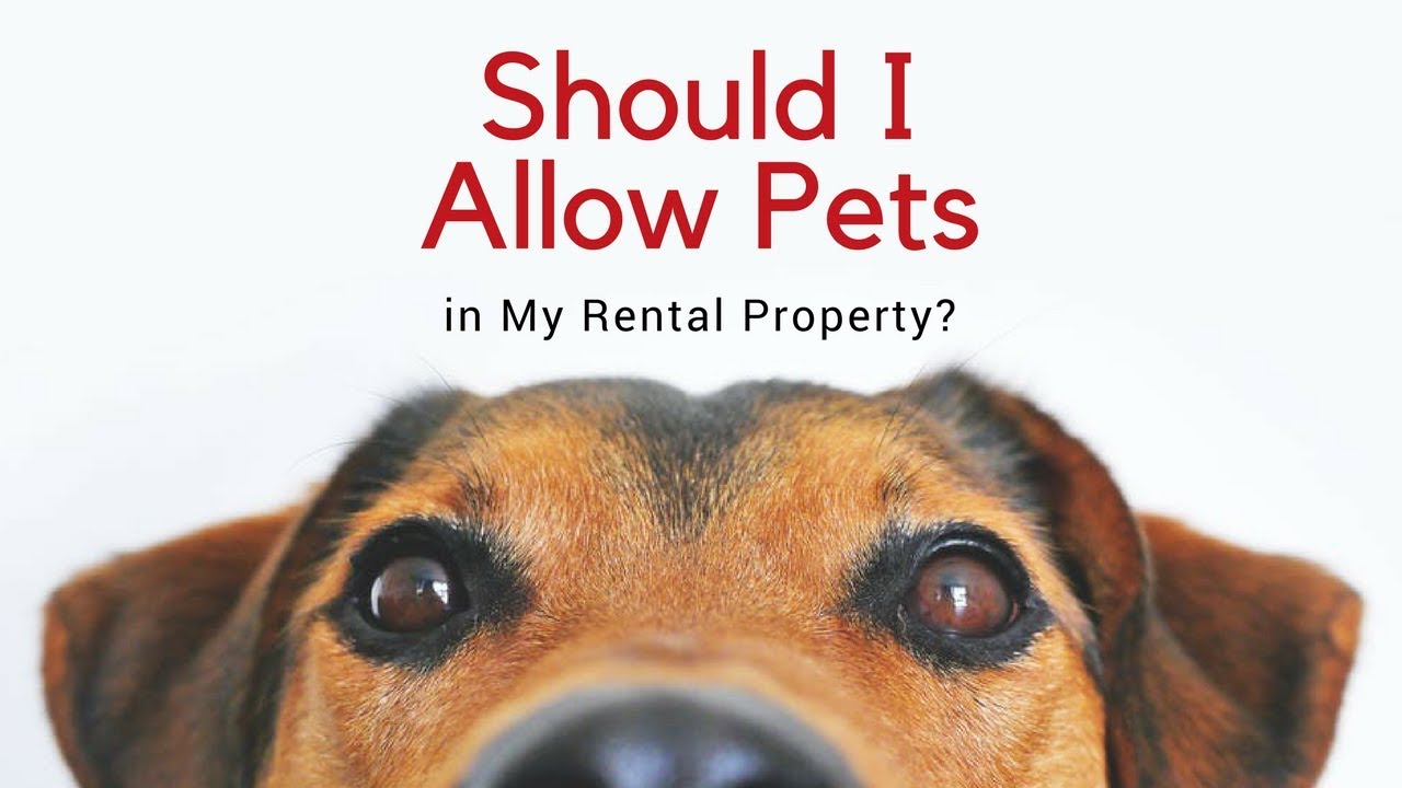 Should I Allow Pets in My DFW Rental Property? YouTube
