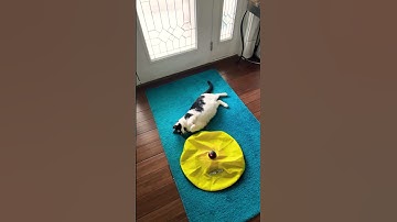 Biscuit and some of her morning routine #cats #cuteanimals #cute #catvideos