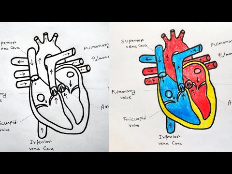 8 Anatomical Heart Drawings! - The Graphics Fairy