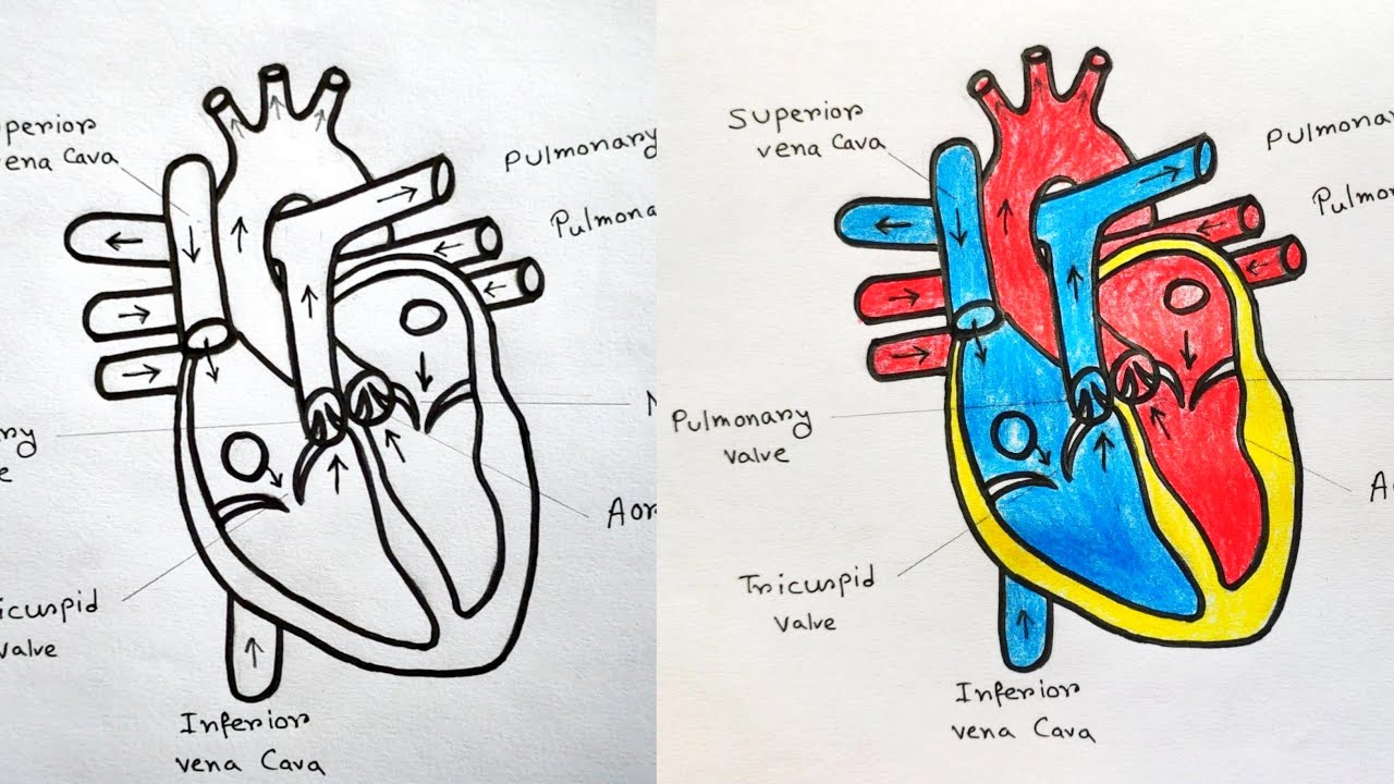 How To Draw Human Heart Labeled Human Drawing Biology Diagrams | Images ...