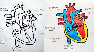 How to draw Human Heart with colour | Human Heart labelled diagram|Human Heart drawing easy tutorial