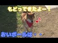 ボール遊び中に突然ボールを放置して嬉しそうに戻ってくる柴犬 Japanese dog Shiba Inu was playing with the ball, but..
