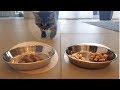 What does a Kitten prefer to eat? Catfood or Chicken?