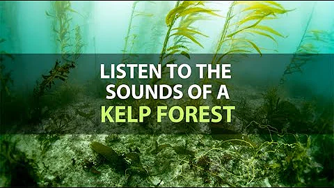 Listen to the sounds of a kelp forest