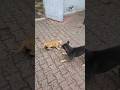 🥰🥰#kashmir #cat #catvideos #catshorts #catlife #catlovers #nature #fyp #1million #utubeshorts