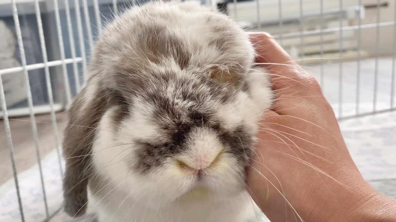 垂れ耳うさぎを撫でたら、ネザーランドドワーフになりました【No.329