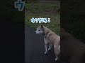お友達ワンコが帰ったら急に寂しくなってしまう愛犬#shorts