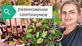 размножение сингониумов и филодендронов