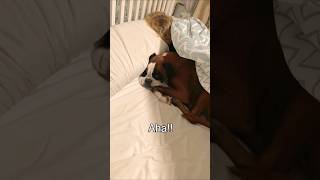 bed thief! #dog #boxerdog #dogboxer #boxer