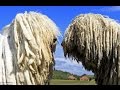 funny dog Komondor compilation まるでモップのような犬!!!