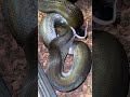 GC Reticulated Python enjoying her meal and drink