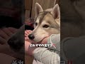 産まれたての弟が大好きすぎるハスキー犬が可愛すぎる…