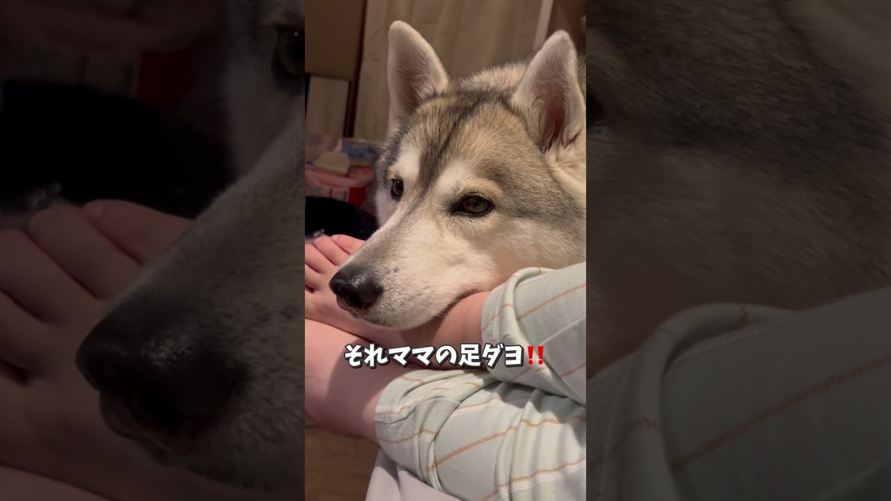☆すたすく様☆ふわふわベビーハスキーちゃん☆milkcocoa☆ すたすく様ふわふわベビーハスキーちゃんmilkcocoa 【公式通販】