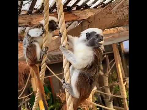 Video: Kan du have en gylden løve tamarin som kæledyr?