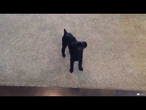 dog-magic-trick-fail!-what-the-fluff