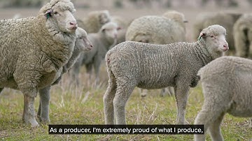 Transparency is so important in the live sheep export community