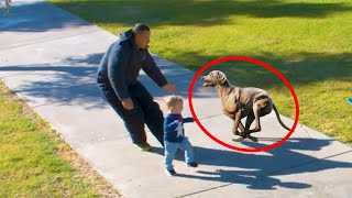 Smart Dog Saves People And Is Misunderstood 😍🐶 Smart Dog 🐕#95