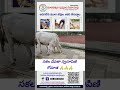 గోమాతల తీరుస్తున్న మన మానవత్వం🥰 #గోమాత #cow #feed #food #humanity #hungry #animals #save #life