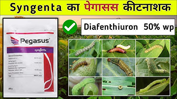 Syngenta Pegasus || Diafenthiuron 50% wp || Pegasus insecticide