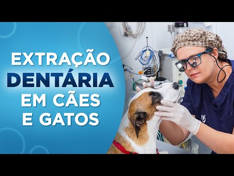 Vídeo: Odontologia Para Animais De Estimação: Por Que Cães (e Gatos) Também Precisam De Cuidados Dentários