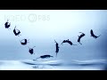 Springtails Do Their Own Stunts | Deep Look