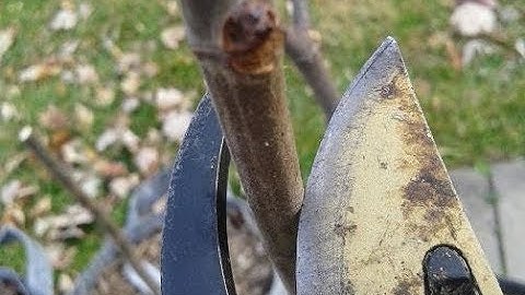 Pruning CONTAINER Fig Trees: The Basics