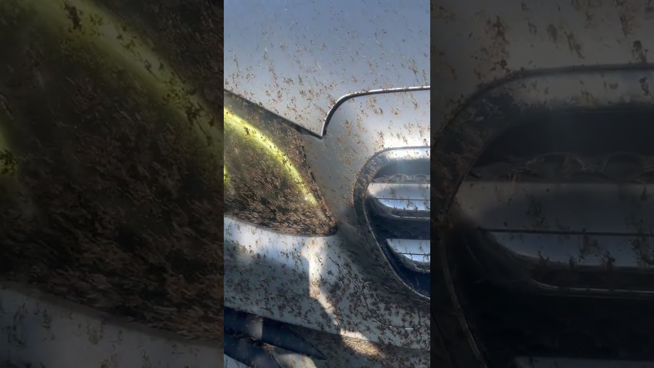 lots-o-bugs on Lake at night