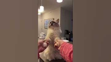 Thumbnail of Guess he didn’t want to cha cha real smooth… #cats #catdance #catvideos #catshorts #youtubecats