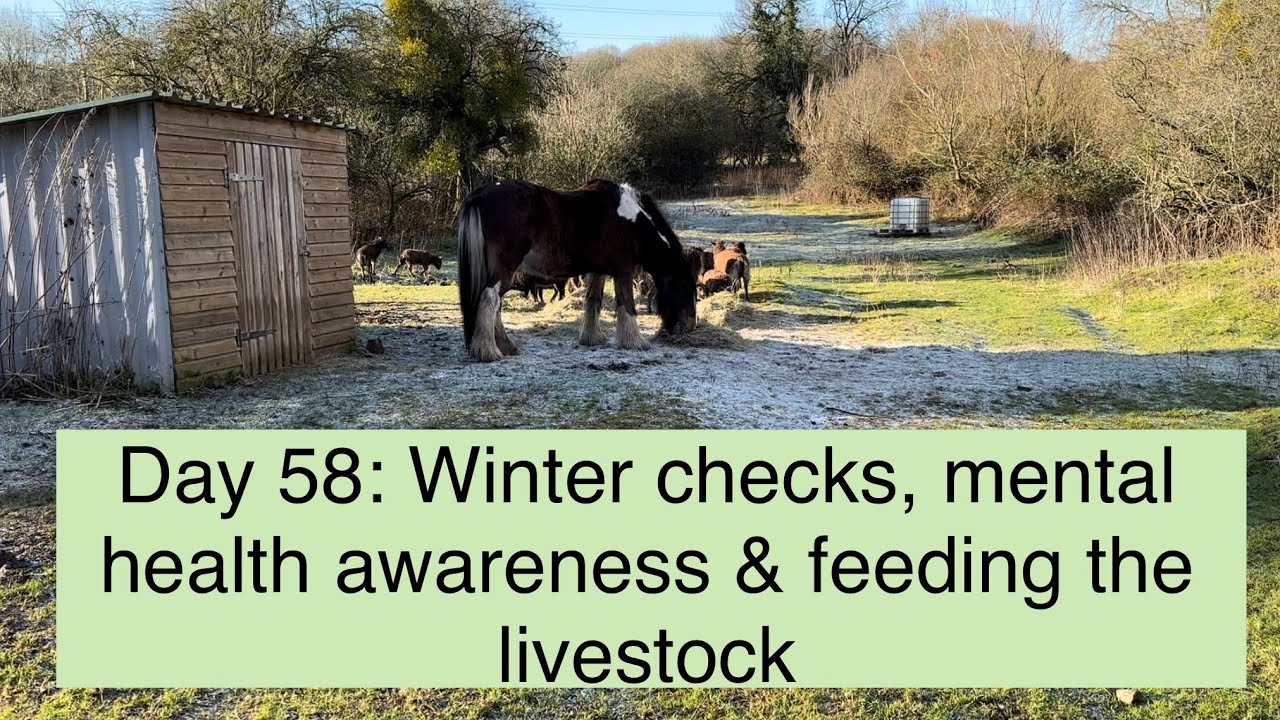 Day 58: Winter Checks, Mental Health Awareness & Feeding the Livestock ...