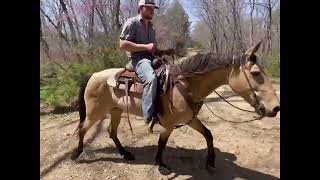 "MOCHA" CAN BE SEEN AT WWW.HORSEZIP.COM ONLINE HORSE AUCTION