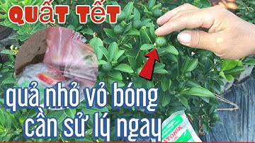 phun thuốc phòng bệnh và kích quả nhanh lớn cho quất trên chum cuối tháng 7 âm lịch