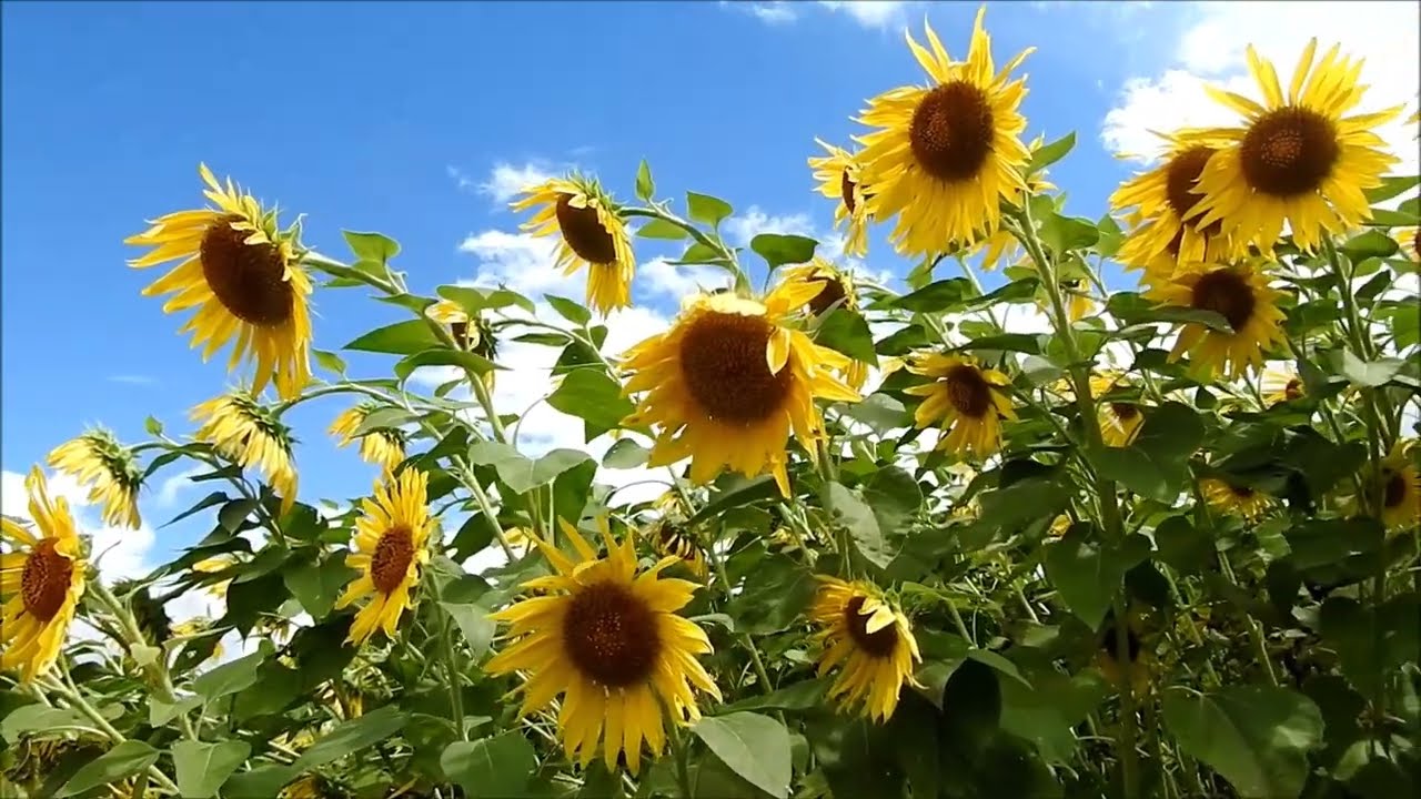 アルコピアひまわり園 Youtube