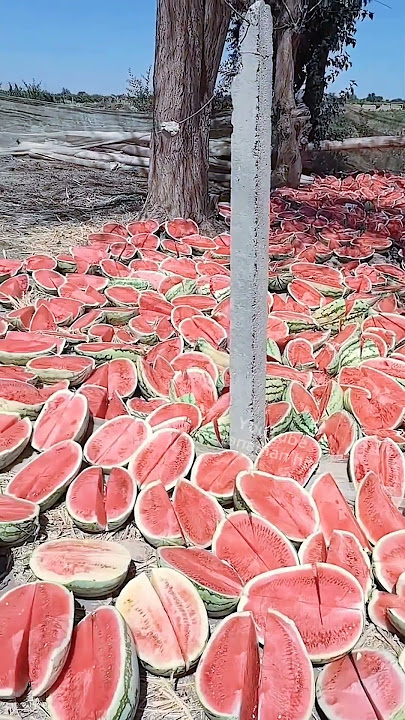 Buah semangka hasil panen ini dibelah dan diletakkan begitu saja di tanah #shorts