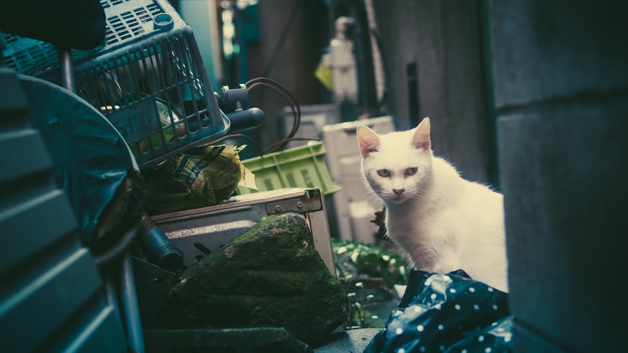 Watch :Ocoeur: Envol on YouTube Watch :Ocoeur: Envol on YouTube