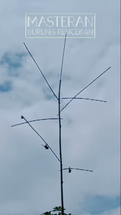 Mikat Burung Dengan Galah Bambu #shorts #mikatburung #memikatburung