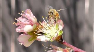 La Primavera y la abeja