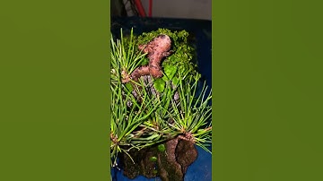 Trồng cây thông đen lên viên đá.