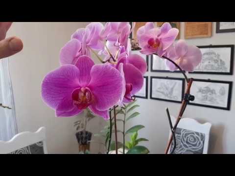 Video: Hur transplanterar man en Phalaenopsis-orkidé? Allt är mycket lättare än du tror