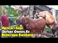 PERJUANGAN MENCARI SAPI QURBAN YANG TERBAIK KE KANDANG PETERNAK LOKAL