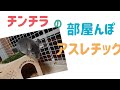 【チンチラ】部屋んぽアスレチック♪木のおもちゃ紹介 お迎え1ヶ月