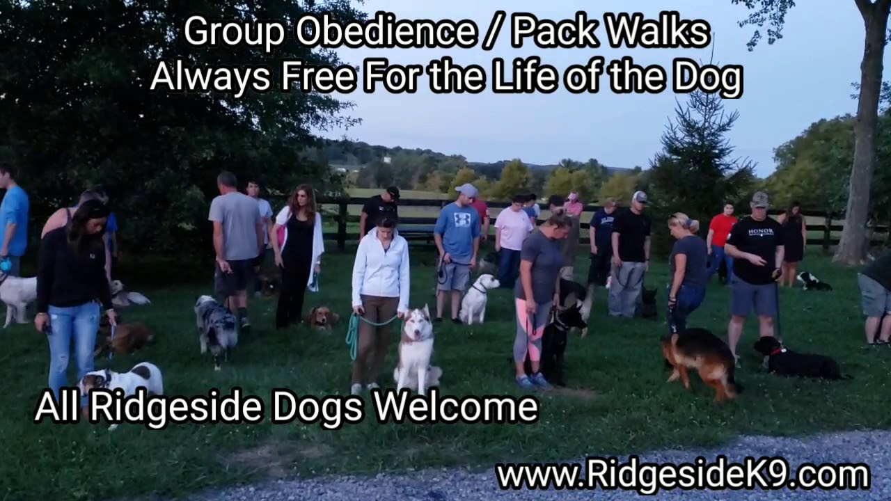 Dog Group Obedience Training and Pack Walk YouTube