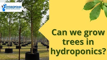 Can we grow trees in hydroponics? Hydroponic Masterclass | +91-9870424425